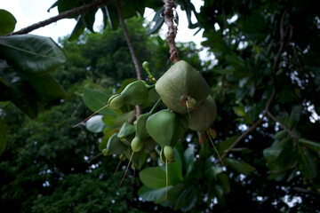 Keben, Barringtonia asiatica fruits, fish poison tree, sea poison tree, mangrove tree