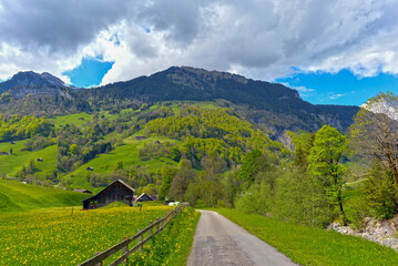 Weisstannen im Weisstannental, Mels, Kanton St. Gallen © Ilhan Balta