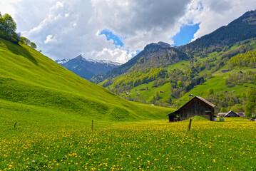 Fototapeta premium Weisstannen im Weisstannental, Mels, Kanton St. Gallen
