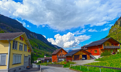 Weisstannen im Weisstannental, Mels, Kanton St. Gallen