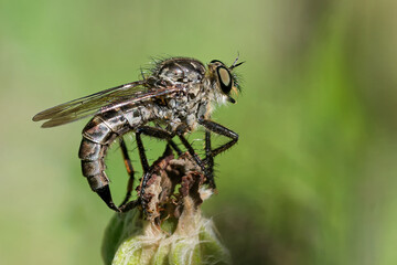 Gemeine Raubfliege am Ansitz