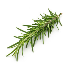 Fototapeta premium Fresh rosemary sprig isolated on transparent background