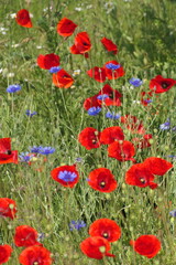 Fototapeta premium Klatschmohn und Kornblumen