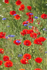 Klatschmohn und Kornblumen