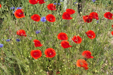 Klatschmohn und Kornblumen