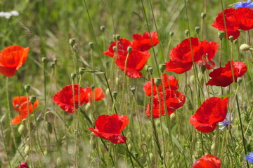 Klatschmohn und Kornblumen