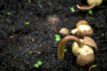 Kemenyan, incense or benzoin, Styrax benzoin seedling in a nursery in Yogyakarta, Indonesia