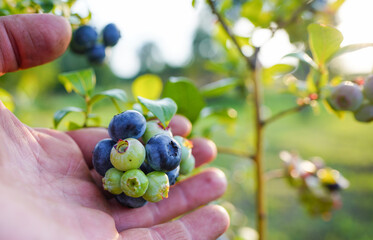Blueberry on branch of a bush in hand. Blueberries ripening on farm. Blueberries hang on shrub branch while ripening. Fresh blueberrys on branch on sunset. Sweet blue berry on berry farm.