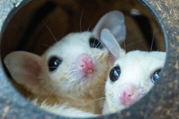 sugar glider
