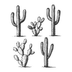 Hand drawn cactus plant collection in vintage engraving style, desert botanical illustration perfect for nature and retro themes. © Chairul