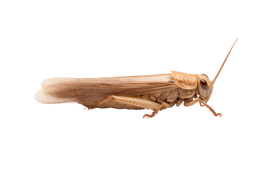 A close-up view of a grasshopper, showcasing its delicate wings and antennae on a white isolated background.