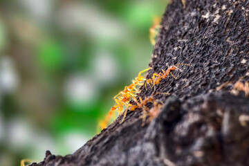A group of ants on a tree.