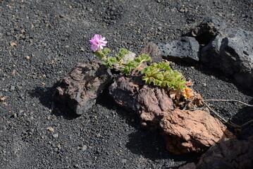 Pelargonie auf Lanzarote