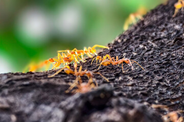 A group of ants on a tree.