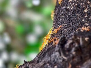 A group of ants on a tree.