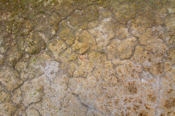 Cracked Earth Texture