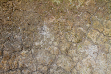 Cracked Earth Surface