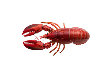 Realistic red lobster isolated on white background, showcasing details of shell and claws.