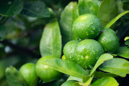 Green lemons is citrus  fruits on a branch with nature background. Green Lemons tree in the garden with daylight. Fresh green lime fruit hanging from branch.