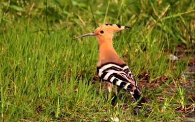 Wild bird standing on grassy meadow in nature