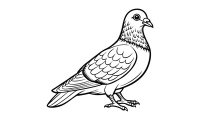 Obraz premium Pigeon animal Kids t shirt design silhouette and vector line art, Detailed High-Quality Line Art, Suitable for Adult Coloring Books, Stress Relief, Relaxation, and Printable Art Therapy.