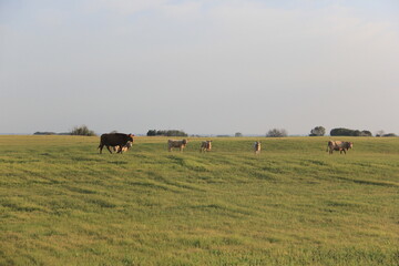 In My Travels on the Prairies and Abandoned Beauty