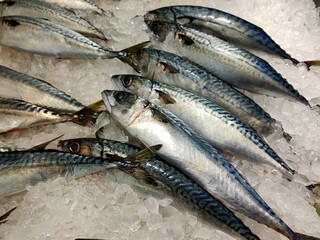 Fresh whole mackerel laid on crushed ice at a market display, showing silvery-blue scales and glossy skin.