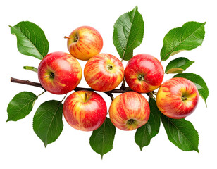 Top-Down Flat View of Apple Branch with Multiple Ripe Fruits and Leaves, Isolated