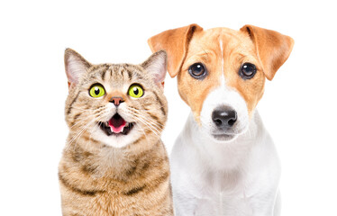 Portrait of funny cat Scottish Straight and cute Jack Russell Terrier puppy isolated on white background