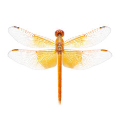Vibrant Yellow Dragonfly with Delicate Transparent Wings Captured on White Background
