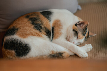 Obraz premium Ginger white cat sleeping on sofa. Tabby cat relaxing at home.