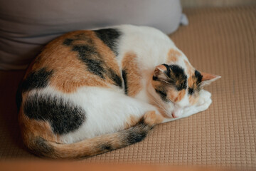 Ginger white cat sleeping on sofa. Tabby cat relaxing at home.