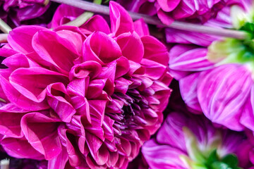 Beautiful pink flowers in the garden.