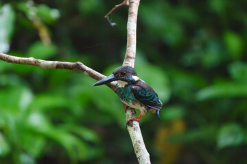 Malaysia Blue Banded Kingfisher.