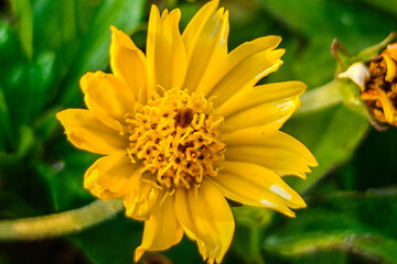 Macro photo of yellow flowers on a sunny day.
