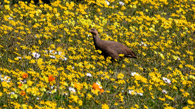 Field of Bright Yellow Daisies in Bloom with Cape Spurfowl Among the Flowers West Coast Wild Flowers South Africa