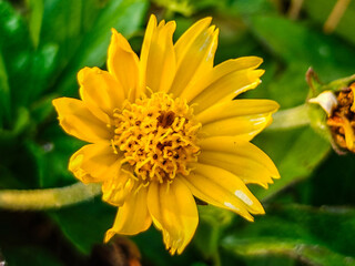 Macro photo of yellow flowers on a sunny day.