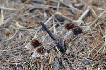 Dragonfly on the ground in the wild, closeup of photo