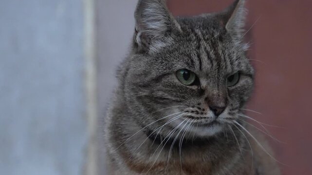 close up portrait of a catCat lost in his own thoughts