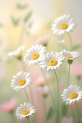Fototapeta premium Dreamy Daisy Close-Up – White Petaled Flowers in Soft Pastel Background