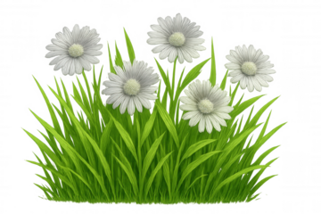 Green meadow grass surrounding delicate white daisies, presenting natural springtime landscape with transparent background for seamless graphic design integration