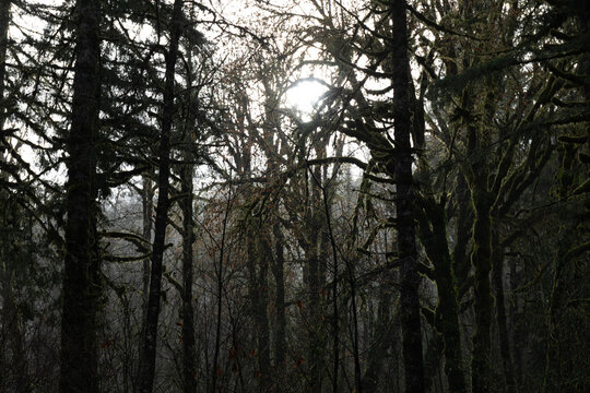 Filtered light in a winter landscape of thick, mossy trees, Pacific Northwest forest, horizontal aspect