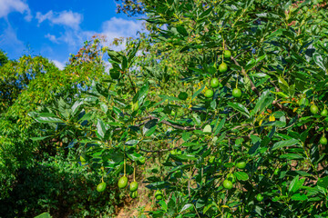 A vibrant avocado tree with green fruits, set against a clear blue sky in Popayán, Cauca, Colombia.