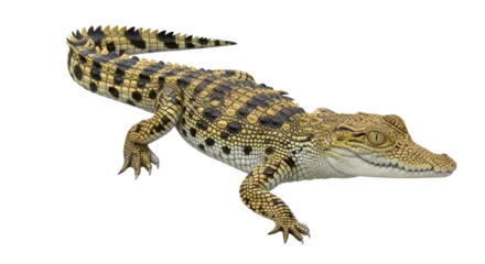 Fototapete Rund Krokodil Isolated baby crocodile  © Sergiu