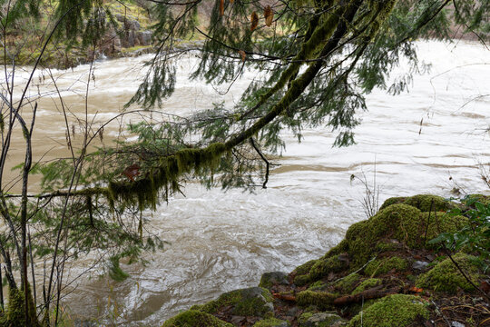 Mossy tree branches reaching flood waters, rapids following severe rain, horizontal aspect