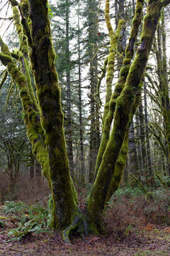 Pacific Northwest tree covered deeply in thick green moss, rainy landscape, vertical aspect