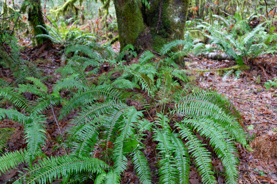 Wet ferns in a rainy winter landscape, Oregon Pacific Northwest, mossy trees, horizontal aspect