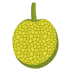 breadfruit vector illustration drawing, Raw breadfruit.