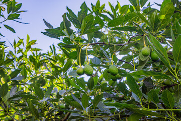 Lush green avocado tree with unripe avocados hanging amidst vibrant foliage in Popayán, Cauca, Colombia