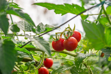 Close-up of ripe cherry tomatoes growing amongst lush green leaves in a garden setting, highlighting freshness and organic produce.